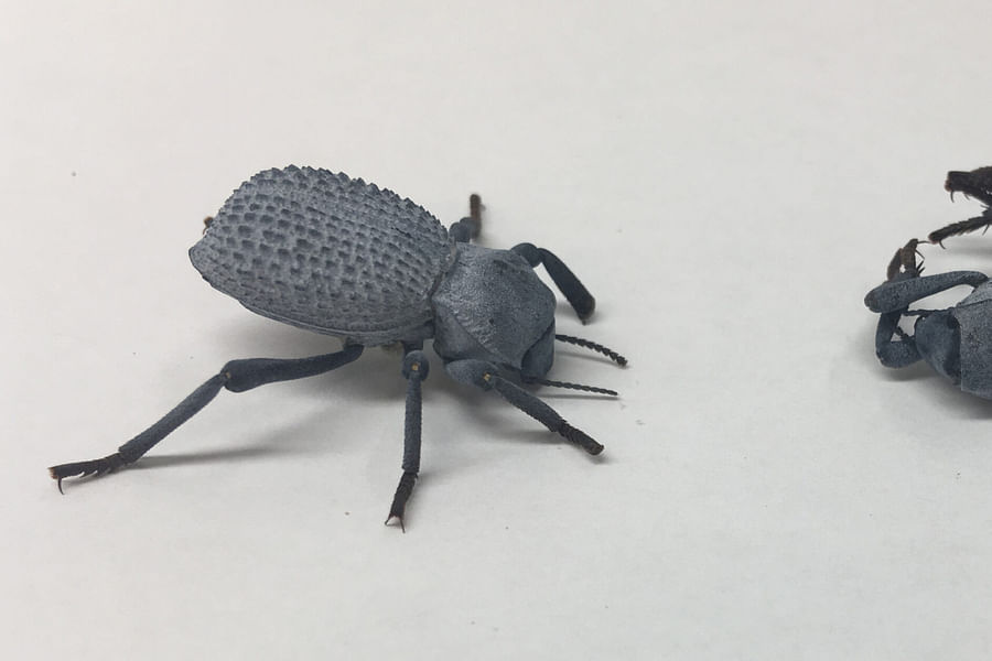 Darkling Beetles on desert plants