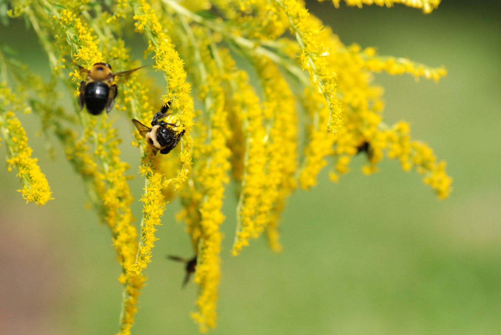 Goldenrod flowers with insects