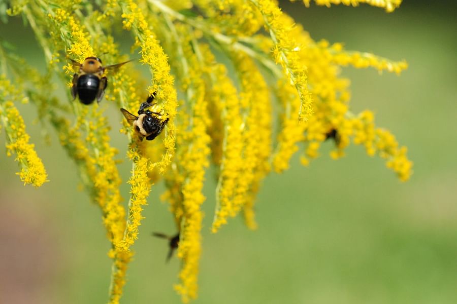 Goldenrod flowers with insects