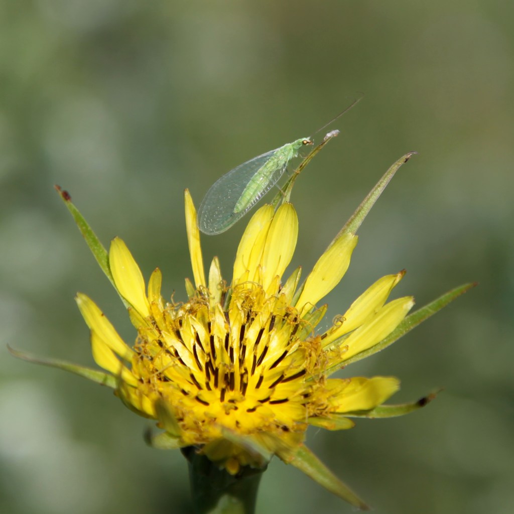 Green Lacewings on flowers