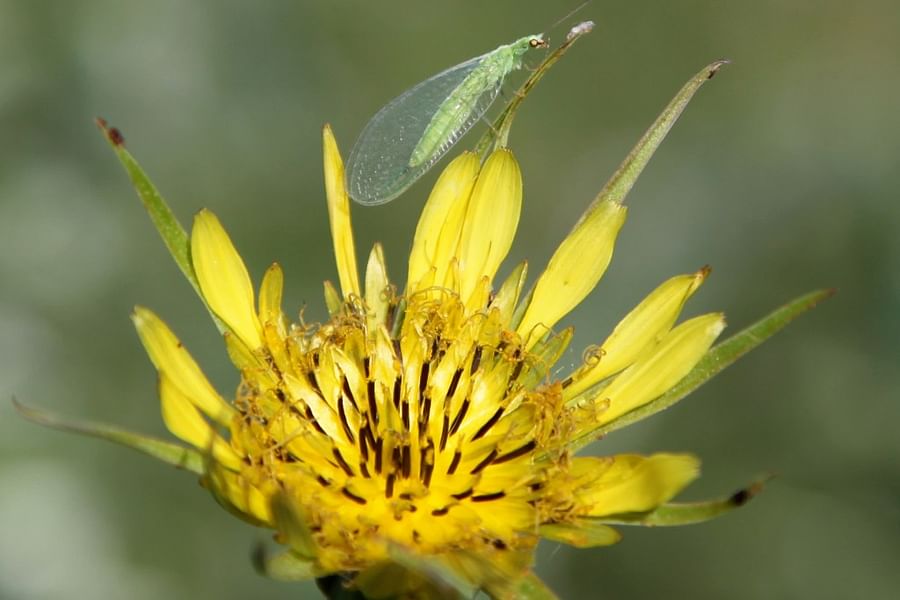 Green Lacewings on flowers