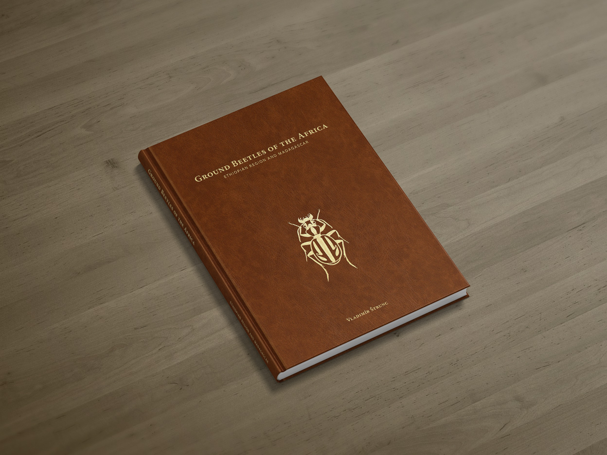 Ground Beetles near ground cover