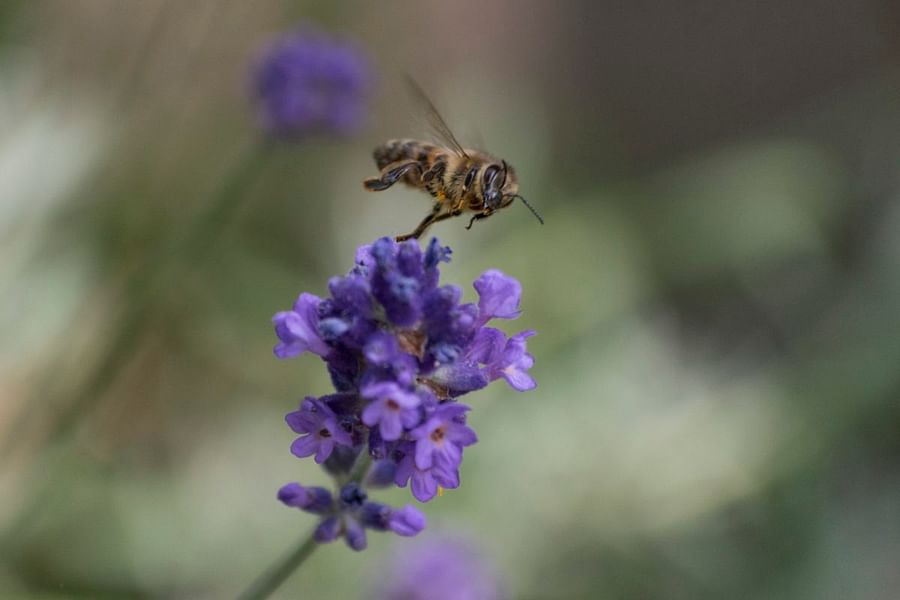 Hoverflies on lavender