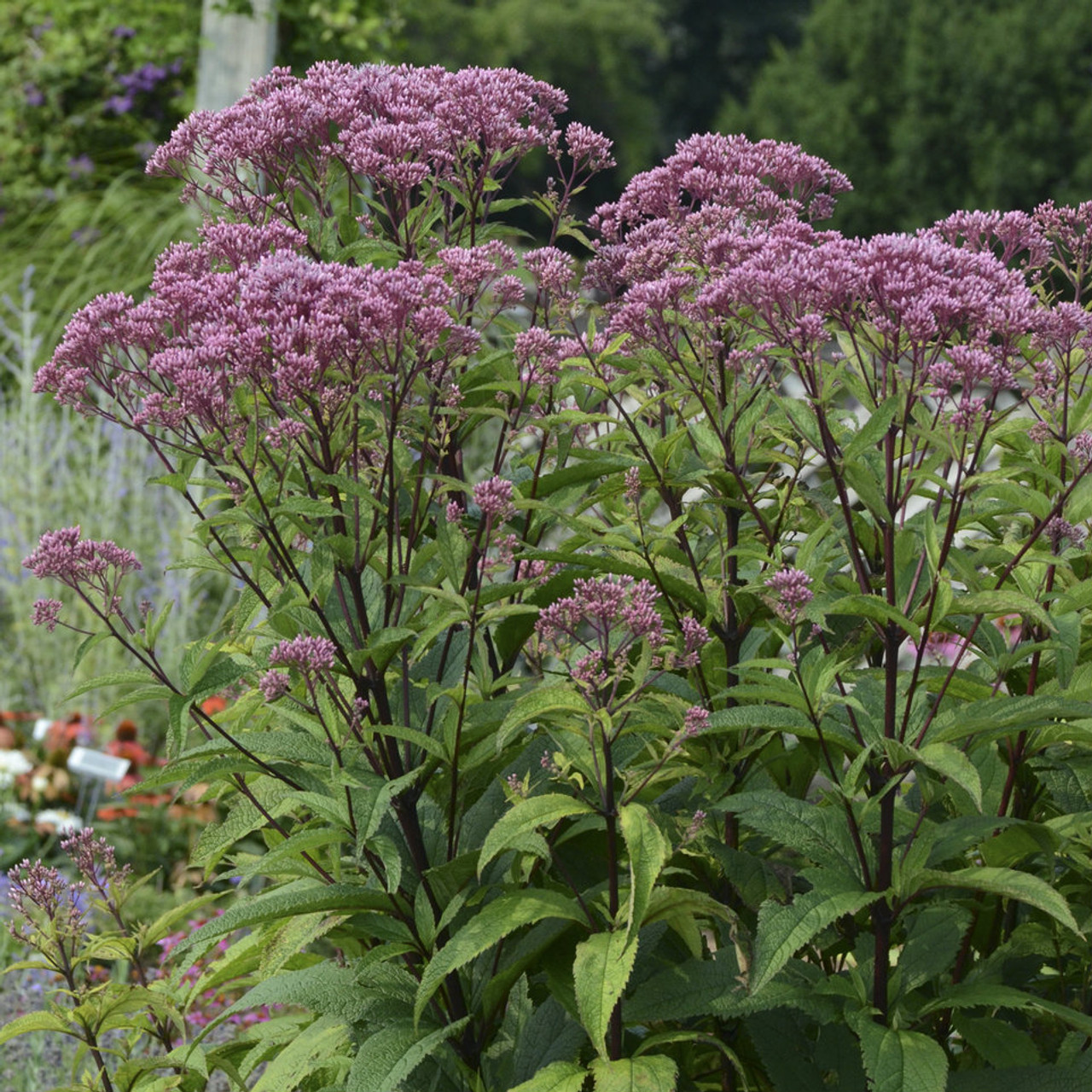 Joe-Pye Weed with butterflies