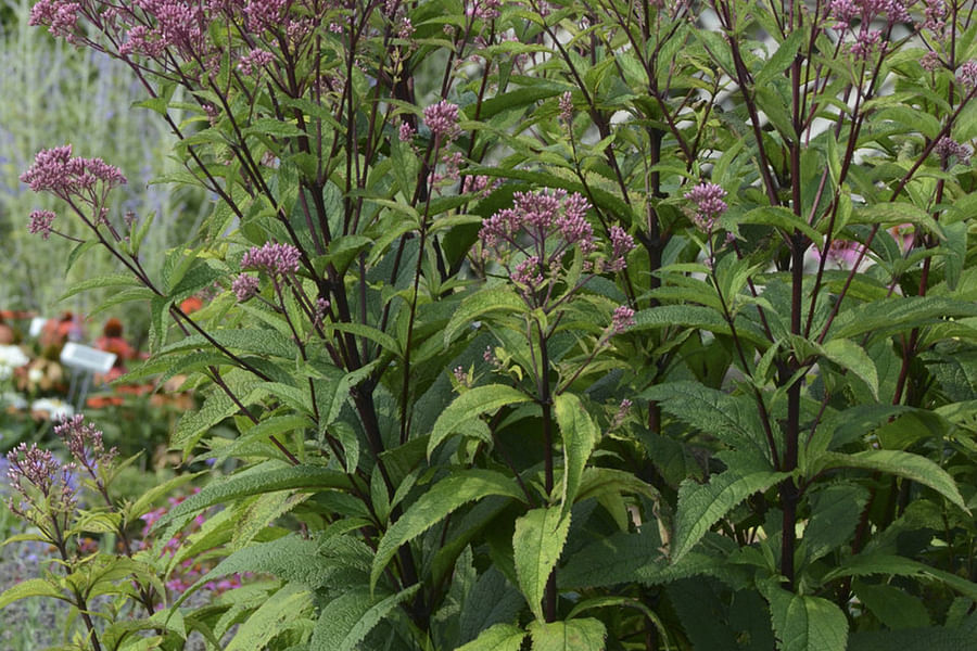 Joe-Pye Weed with butterflies