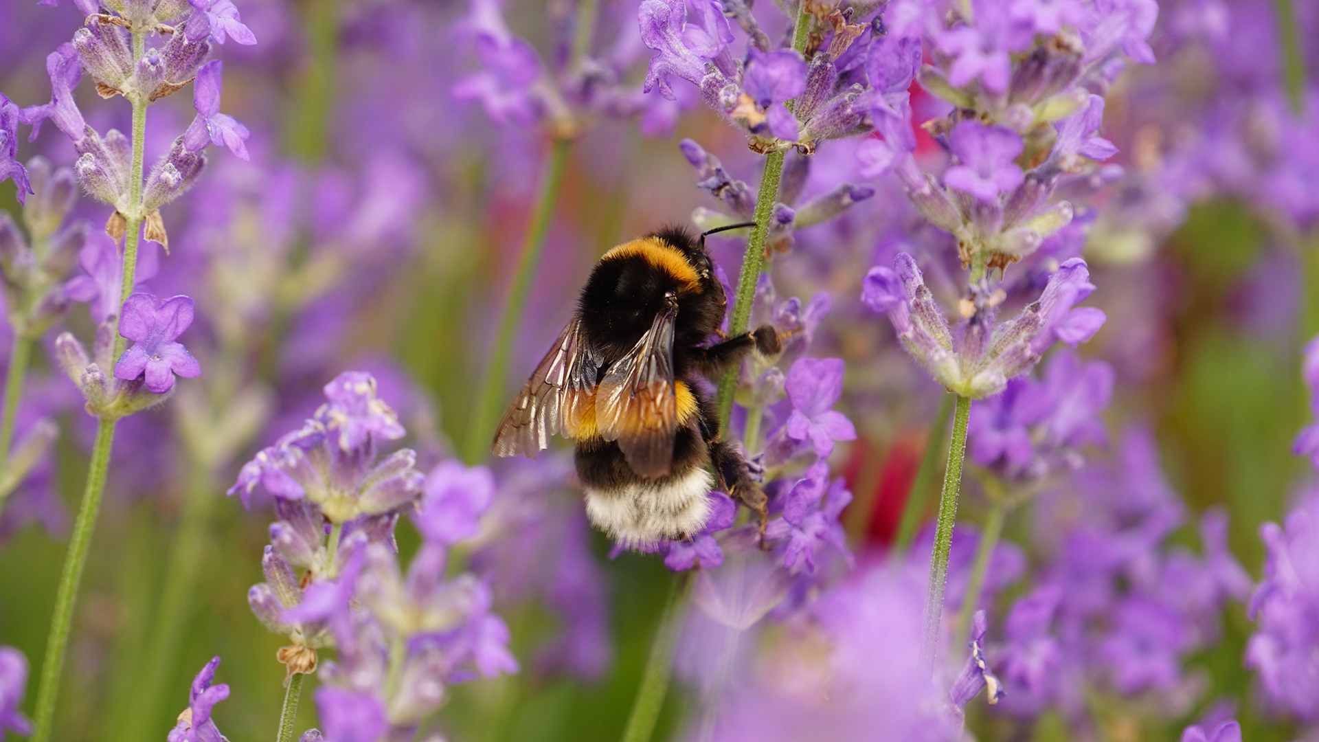 Lavender flowers attracting bees