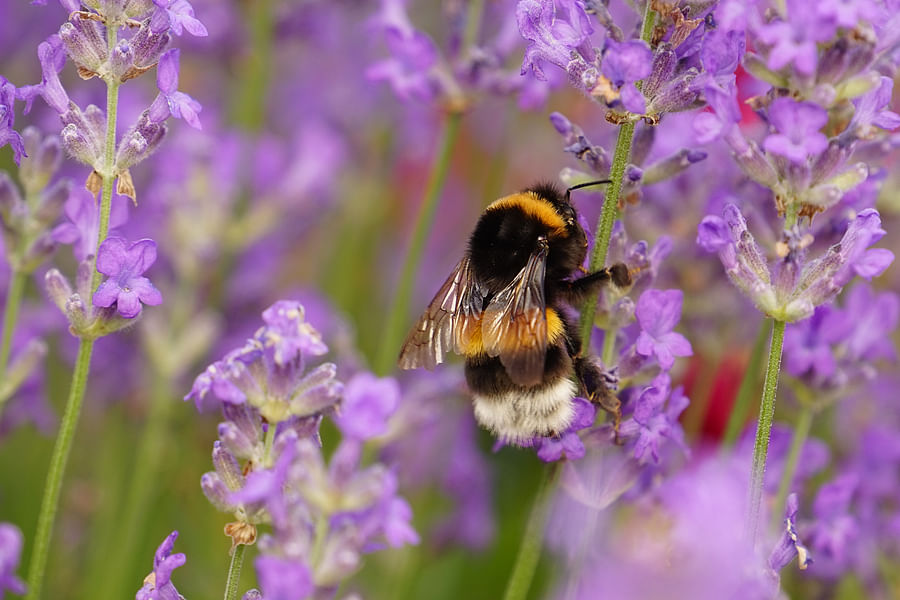 Lavender flowers attracting bees