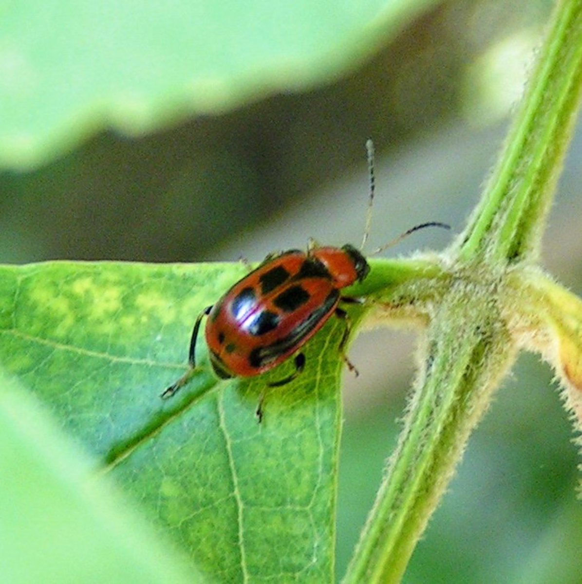 Leaf Beetles on willow