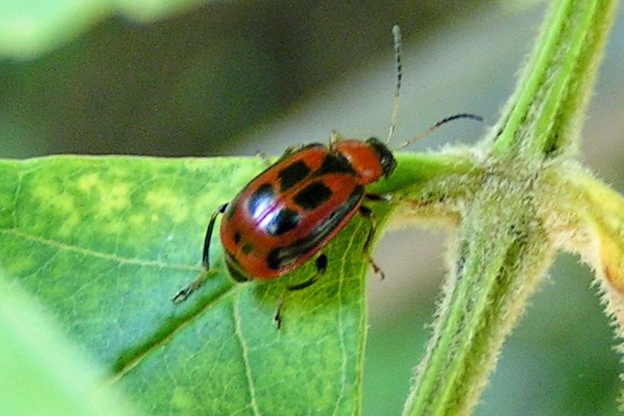 Leaf Beetles on willow