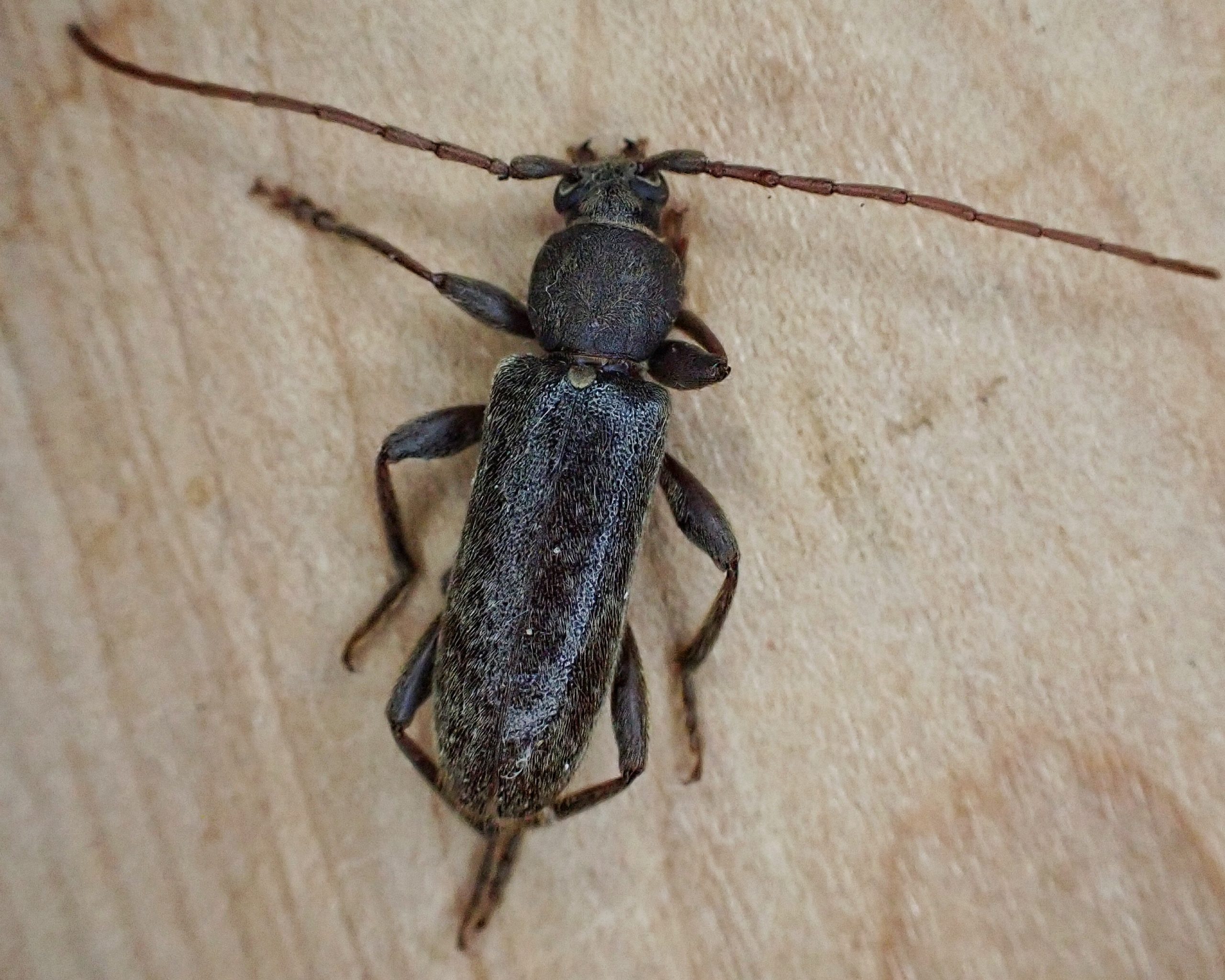 Longhorn Beetles on rhododendrons