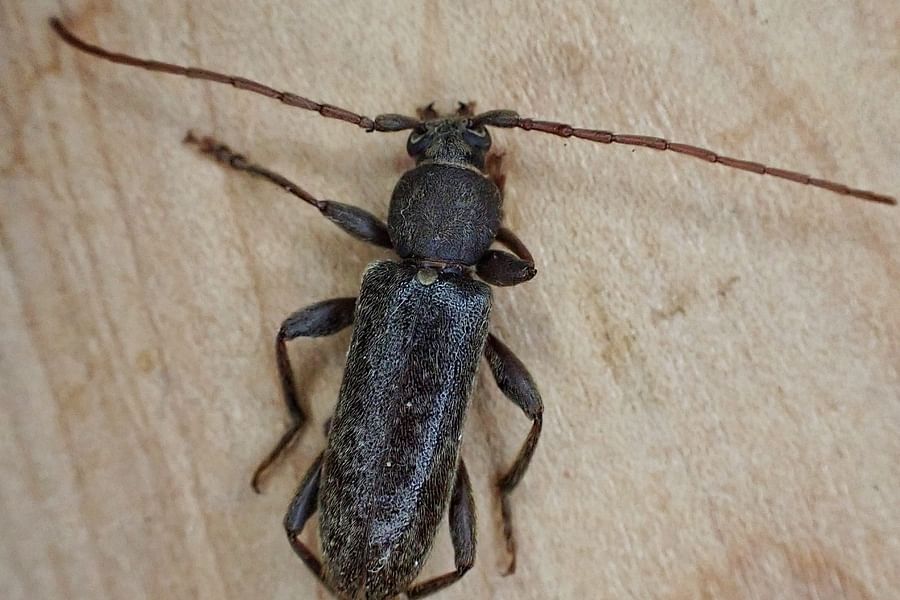 Longhorn Beetles on rhododendrons