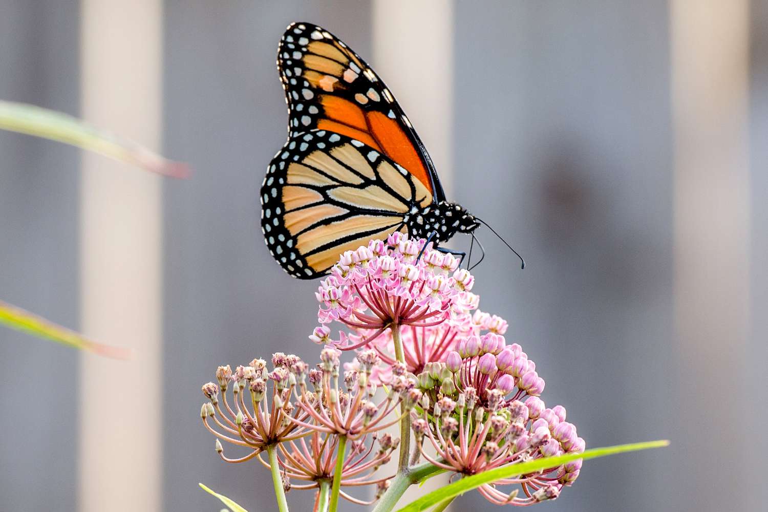 Milkweed with monarch butterflies
