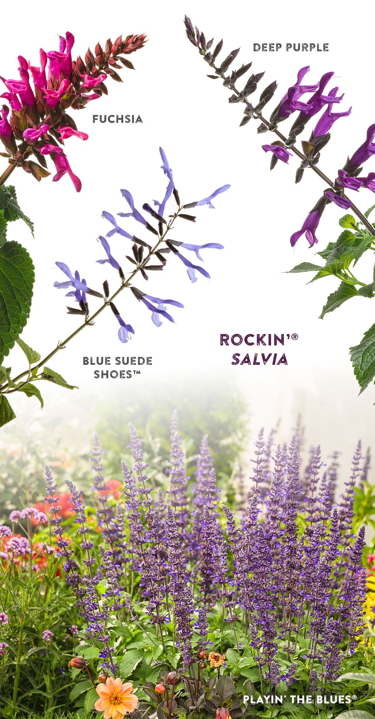 Salvia flowers with pollinators