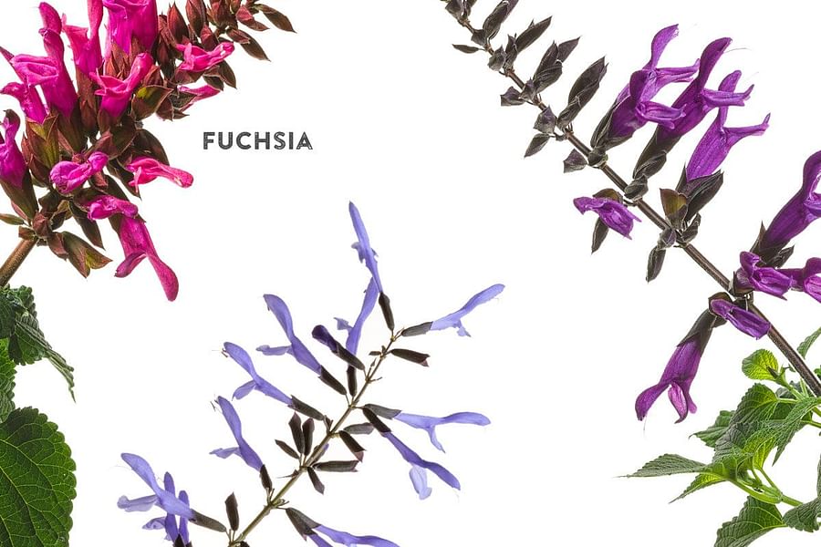 Salvia flowers with pollinators