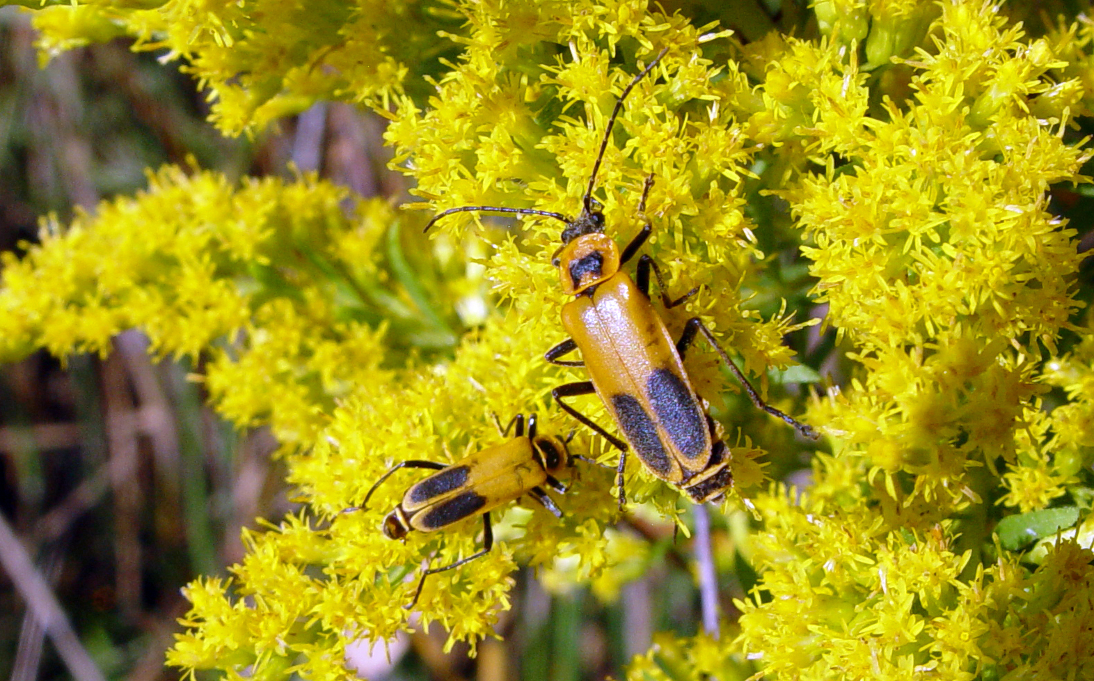 Soldier Beetles on goldenrod