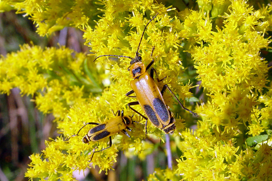 Soldier Beetles on goldenrod