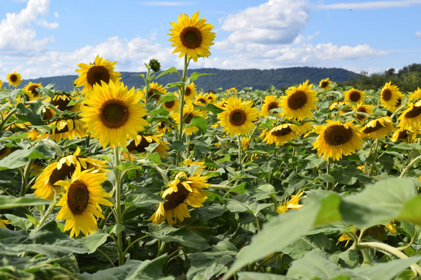 Sunflower field with insects