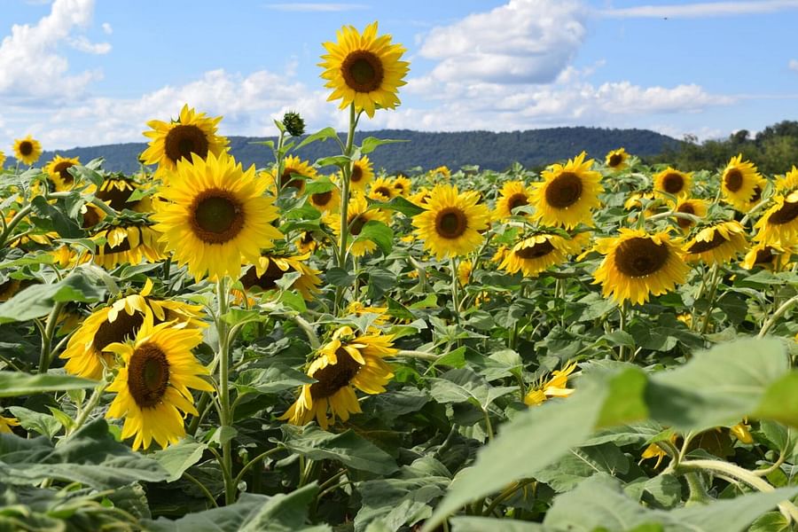 Sunflower field with insects