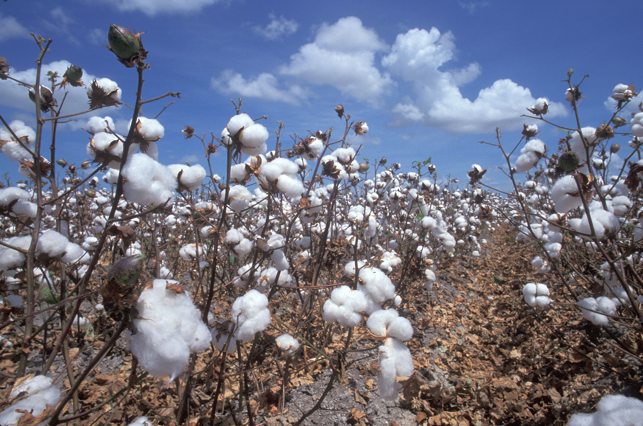 Weevils on cotton plants
