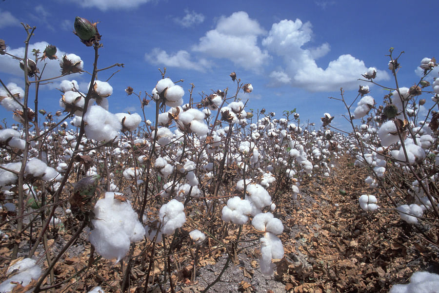 Weevils on cotton plants