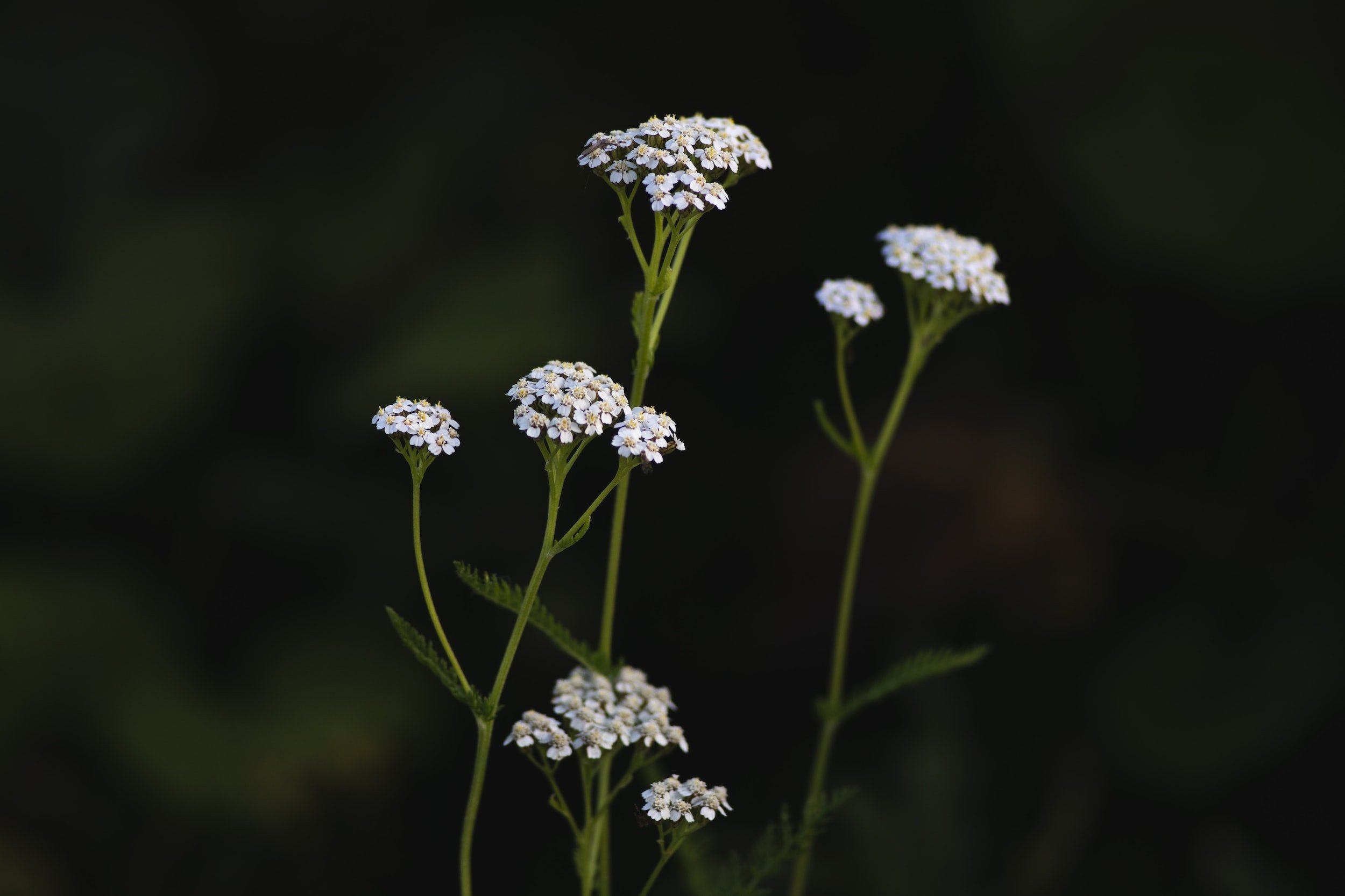 Yarrow flowers with pollinators