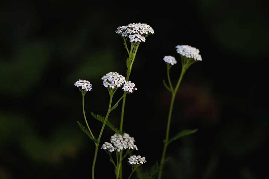 Yarrow flowers with pollinators
