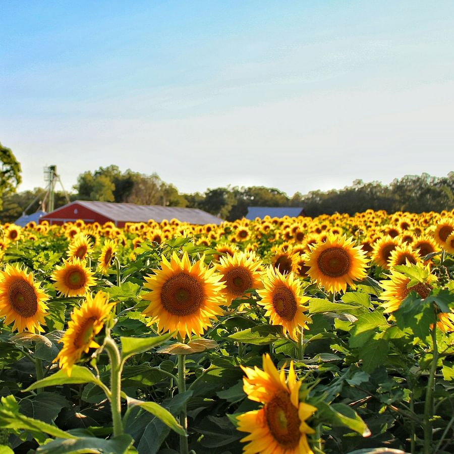 Sunflowers blooming in a garden attracting pollinators