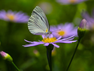 7 Low Maintenance Native Plants for Your Pollinator Garden
