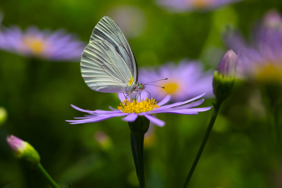 7 Low Maintenance Native Plants for Your Pollinator Garden