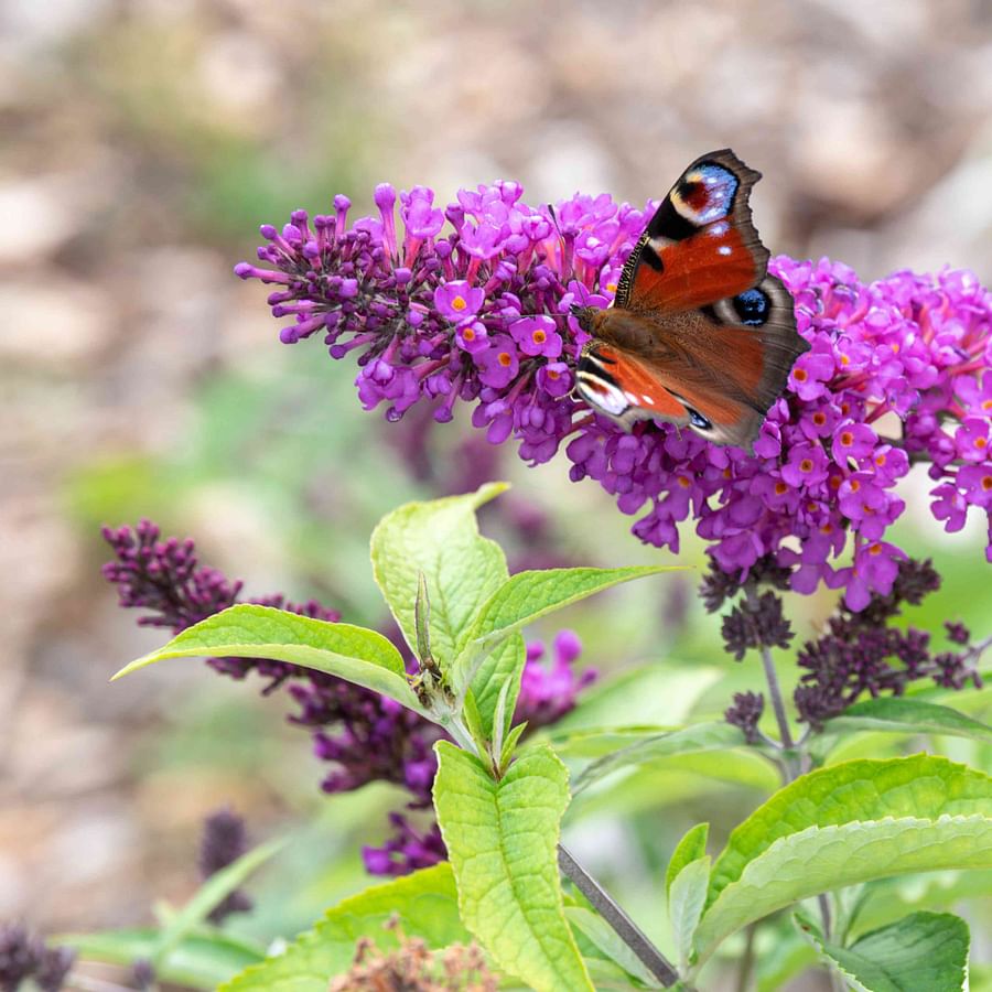 Beautiful Butterflies Bush blooming in a garden, attracting pollinators