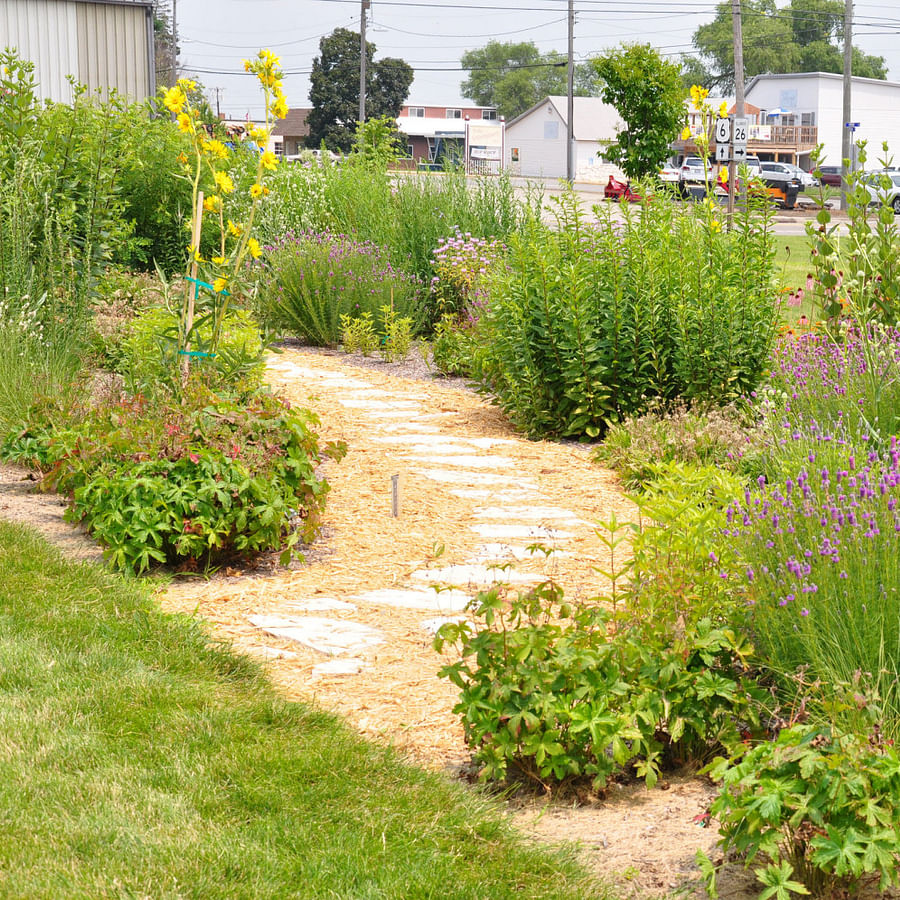 A vibrant pollinator garden filled with native plants attracting various pollinators
