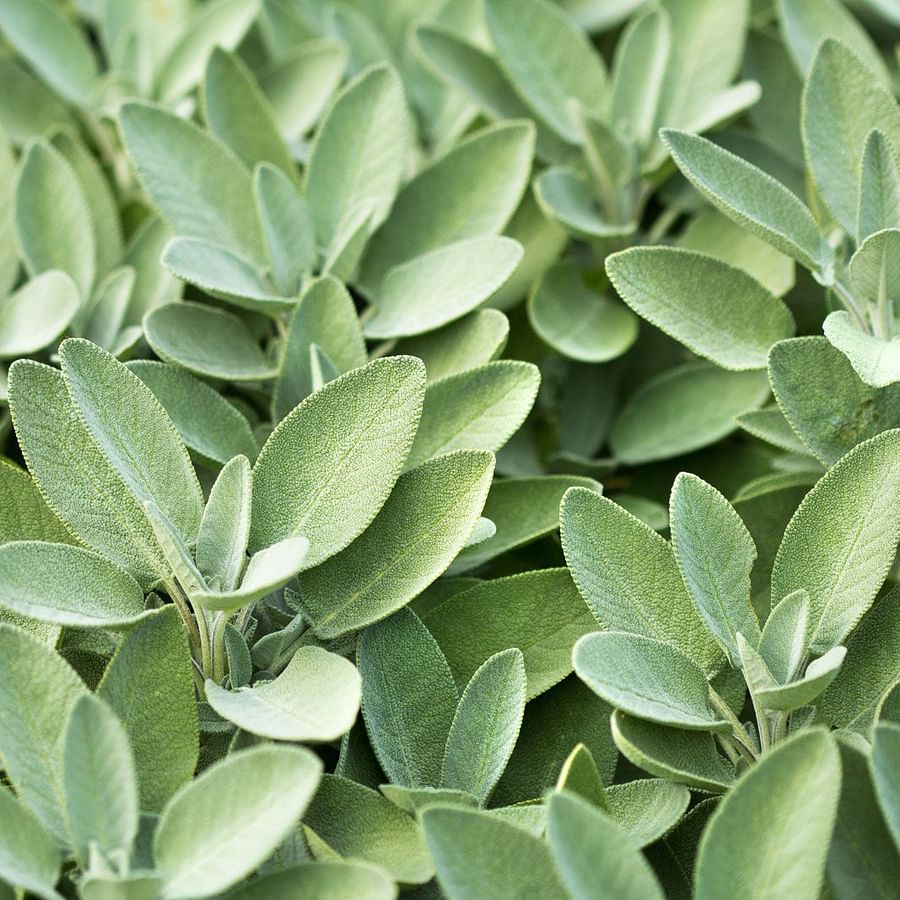 Blooming Sage plant in a garden attracting pollinators
