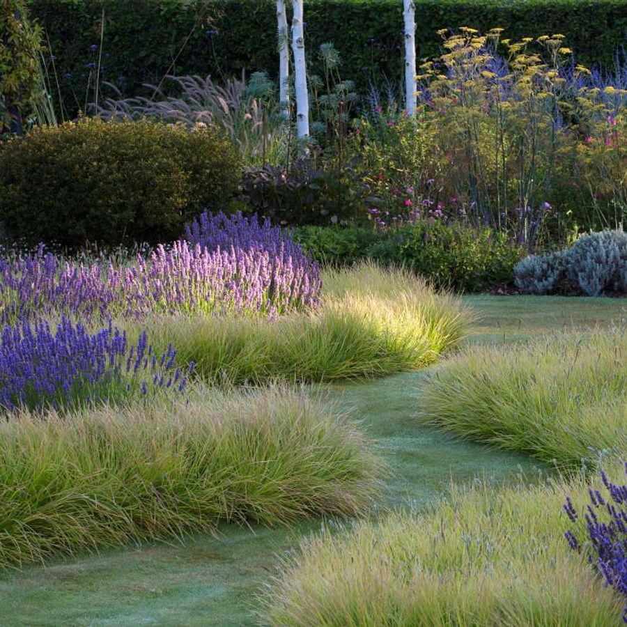 Lavender plant blooming in a garden, attracting pollinators