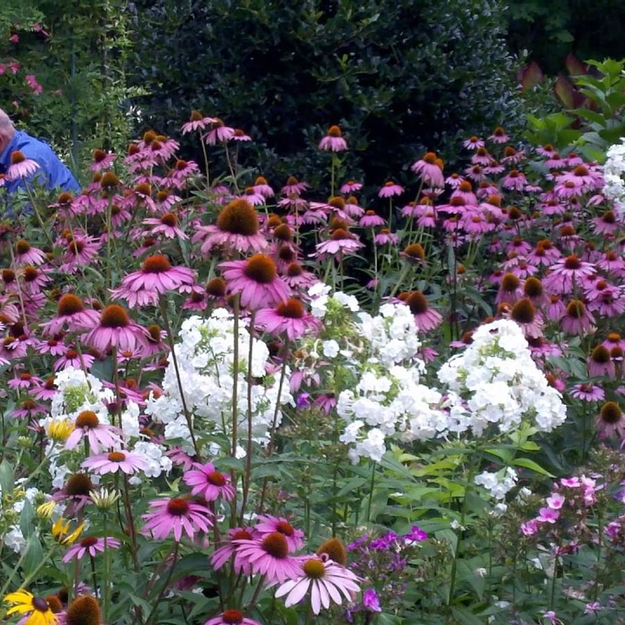 Beautiful Coneflowers thriving in a sunny garden