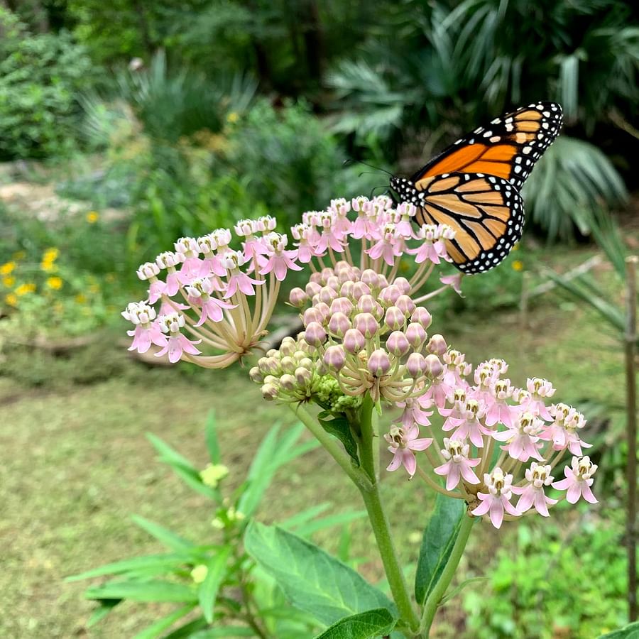 Milkweed plant flourishing in a pollinator garden, a habitat for Monarch butterflies