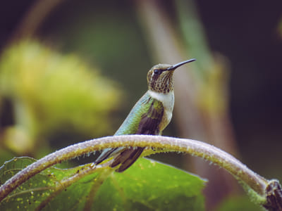 Attracting Beautiful Hummingbirds: The Best Plants for Hummingbird Gardens