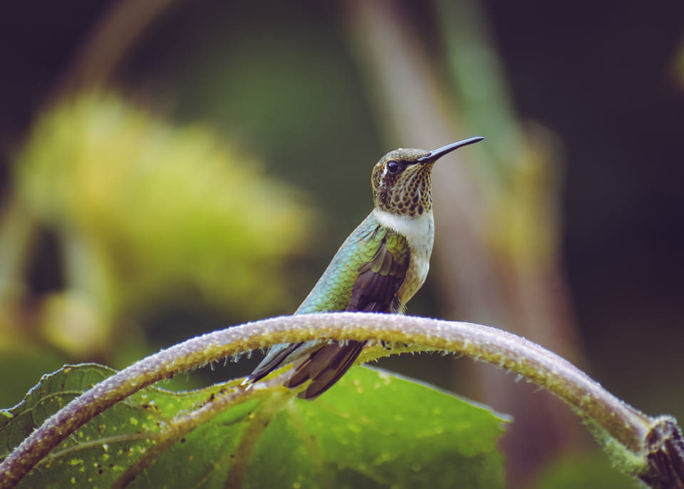 Attracting Beautiful Hummingbirds: The Best Plants for Hummingbird Gardens
