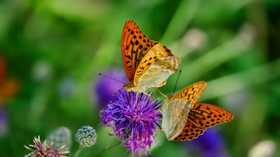 Attracting Birds and Butterflies to Your Shady Garden: Tips and Plant Ideas