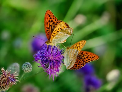 Attracting Birds and Butterflies to Your Shady Garden: Tips and Plant Ideas