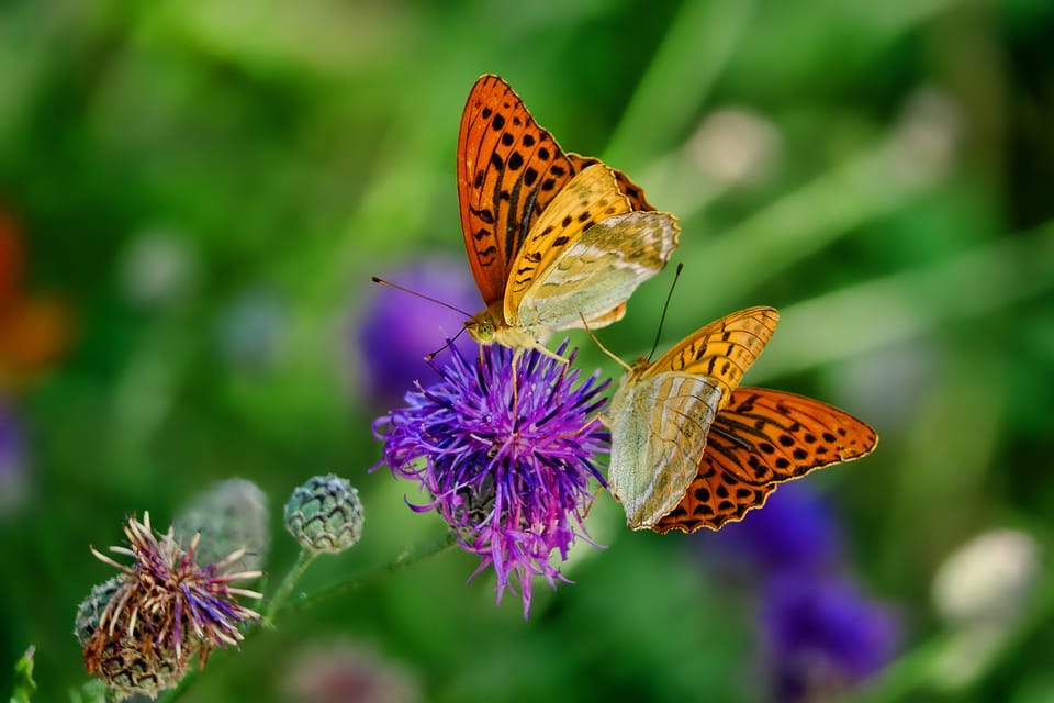Attracting Birds and Butterflies to Your Shady Garden: Tips and Plant Ideas