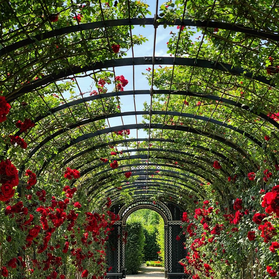 Lush green garden bathed in twilight glow, a haven for birds and butterflies