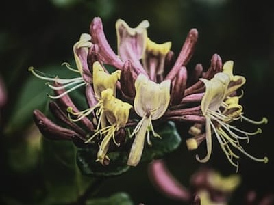 Bird and Bee-Friendly Plants: Cultivating a Haven for Pollinators and Birds in Your Yard