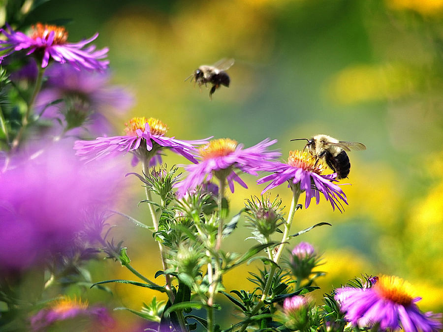 Montage of pollinator-friendly plants with bees and birds