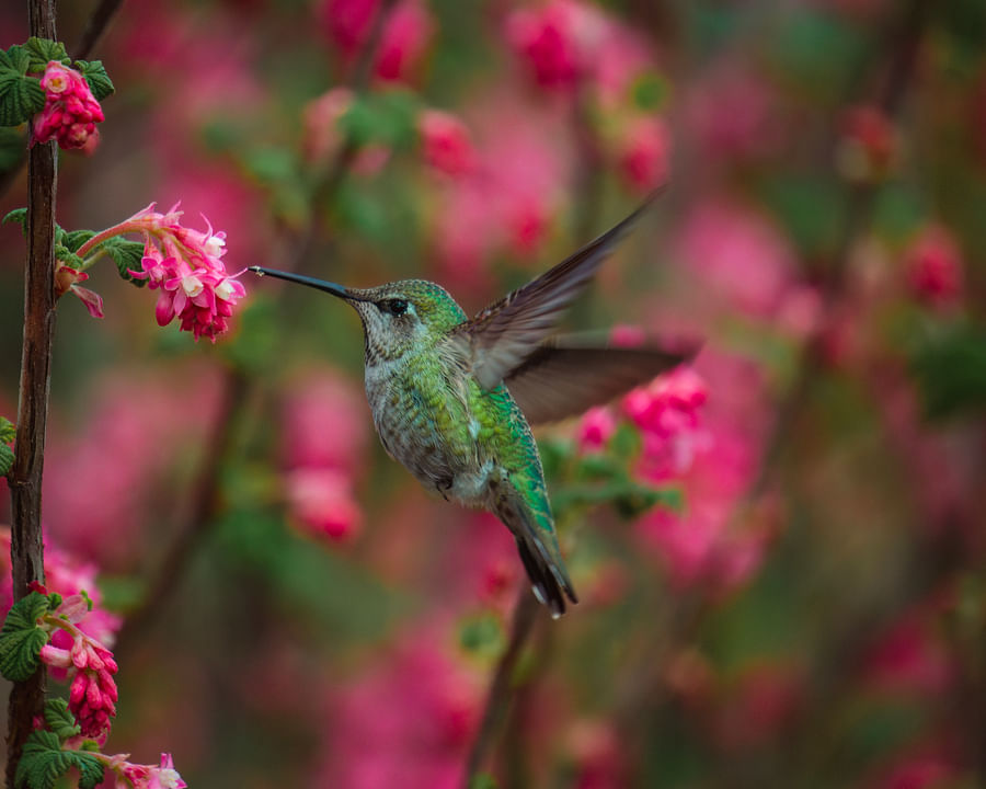 Hummingbird hovering over a vibrant flower in a garden
