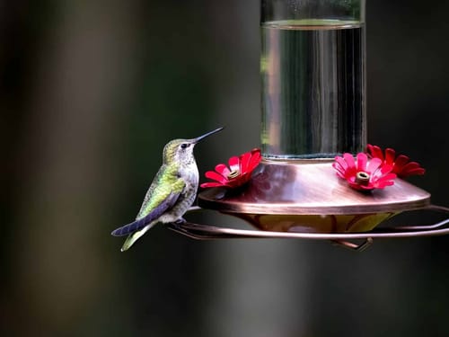 Build a Backyard Sanctuary for Hummingbirds: Essential Plants and Strategies