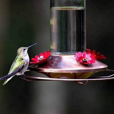 Build a Backyard Sanctuary for Hummingbirds: Essential Plants and Strategies