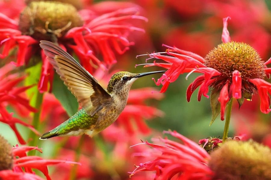 Lush garden filled with hummingbird-attracting plants such as Salvia, Fuchsia, Lupine, Columbine, and Bee Balm