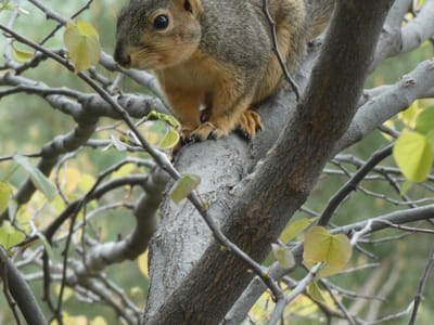 Building an Oasis for Birds in Your Ohio Backyard: Native Plants for Avian Attraction