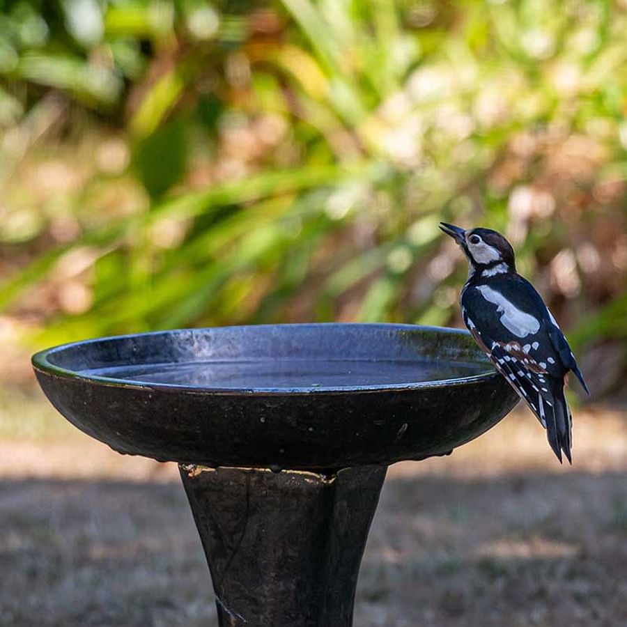Bird feeder and bird bath set up in a lush garden