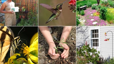 Creating a Backyard Bird Oasis: How to Encourage Nesting and Breeding Among Feathered Friends
